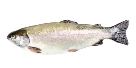 Naklejka premium Fresh trout fish isolated on white