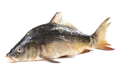Fresh carp fish isolated on white