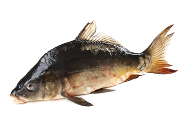 Fresh carp fish isolated on white