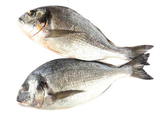 Obraz premium Two fresh raw whole dorado fish ready for cooking healthy seafood diet and mediterranean cuisine ingredient isolated on white background