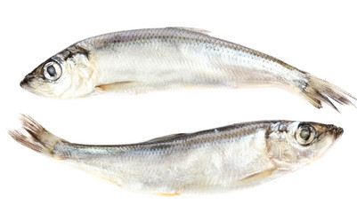 Fresh fish isolated on white