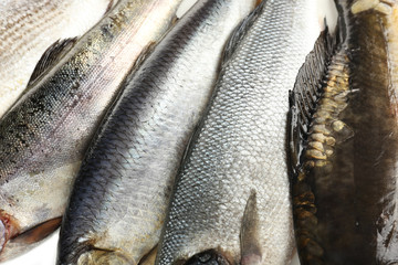 Fresh fish close-up