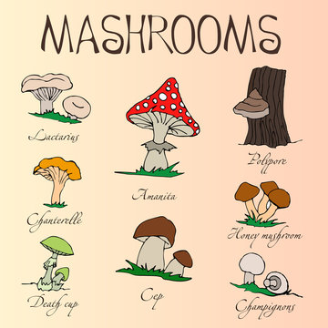 Collection of cartoon mushrooms. Hand drawing.