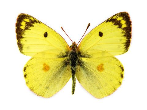 Bergers Clouded Yellow butterfly