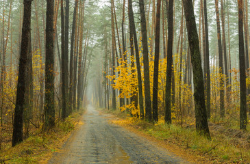 Autumnal landscape - mist, rain and forest