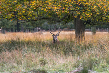 Red deer stag in the autumn Richmond park, London, UK