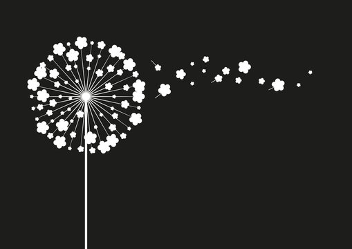 Fototapeta weiße Pusteblume auf schwarzem Hintergrund