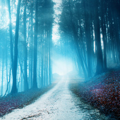 Mystical blurry forest road © robsonphoto