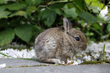 Baby rabbit