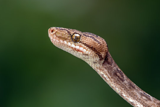 Amazon Tree Boa