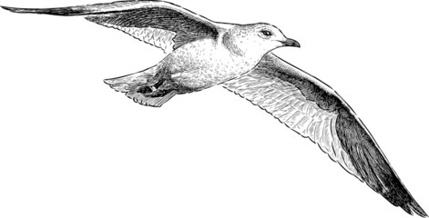 Naklejka premium seagull in flight