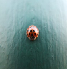 Ladybird on a blue background.