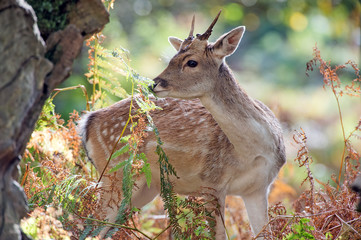 Fallow Deer