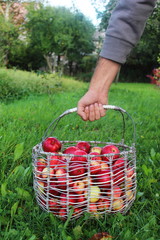Man is holding the basket of apples
