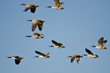 Large Flock of Geese Flying in Blue Sky