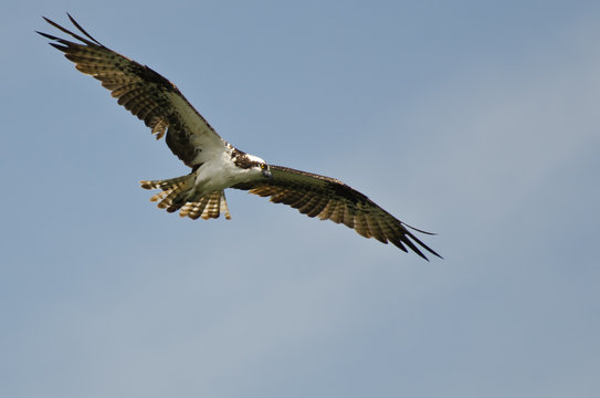 Osprey Flying in a Clear Blue Sky