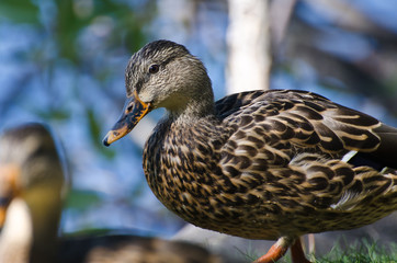 Profile of Female Mallard Duck