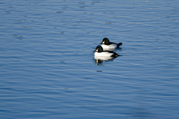 Common Goldeneye Ducks Swimming on the Water