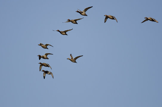 Flock of Redheads Flying in a Blue Sky