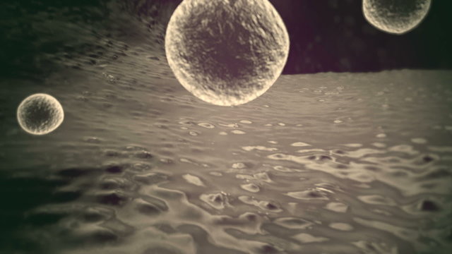 stomach, fat cell