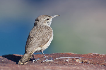 Profile of a Rock Wren