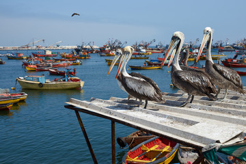 Peruvian Pelicans in Arica