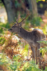 Fallow Deer