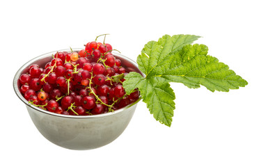 Red currant