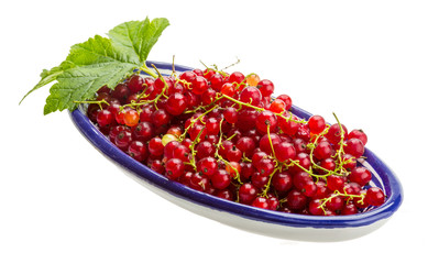 Red currant