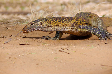 NILE MONITOR