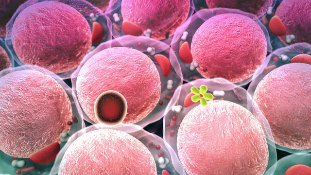 molecule, cell