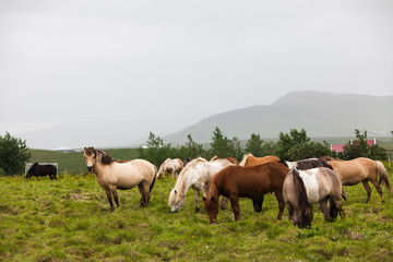 Naklejka na ściany i meble Horses grazing in the valley, Iceland