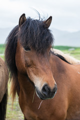 Obraz premium Icelandic horse close-up