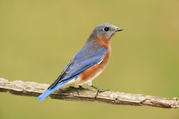 Eastern Bluebird