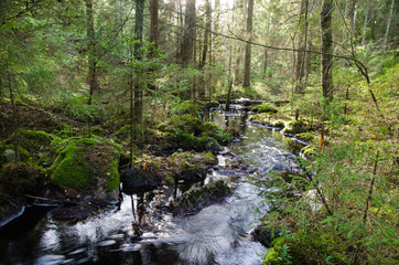 Old-growth forest with a streaming creek