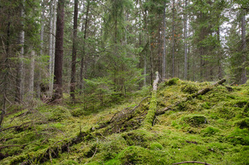 Mossy and untouched forest wilderness