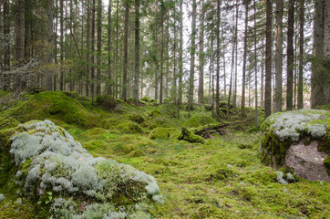Green and mossy coniferous forest