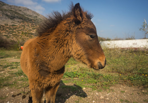 Skirian horses, Skiros, northern Sporades, Greece