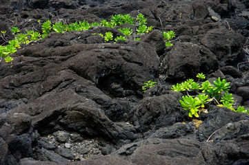 La Réunion - Scaevola et coulée de lave