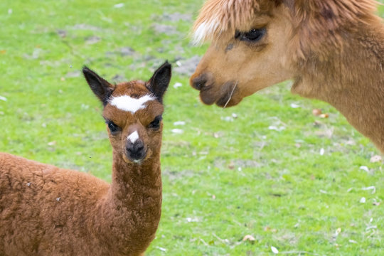 Brown alpaca (Lama or Vicugna pacos) cria