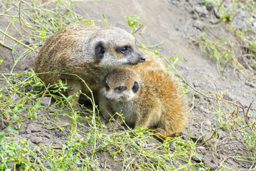Meerkat (Suricata suricatta) baby on the ground
