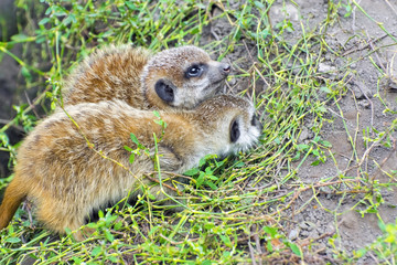 Meerkat (Suricata suricatta) baby on the ground