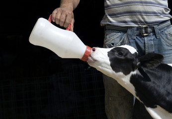 Farmer feeding calf - obrazy, fototapety, plakaty