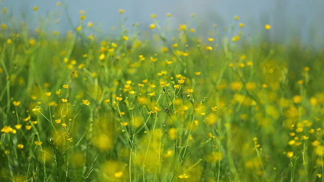 buttercup wildflower grows in meadows of Europe.