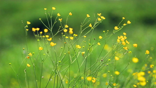 buttercup wildflower grows in meadows of Europe.