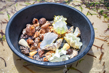 Beautiful colorful seashells in basin on a tropical island