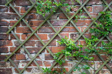 Alte Mauer *** Rosen Kletterhilfe