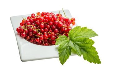 Red currant