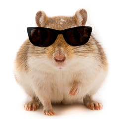 Coole Maus