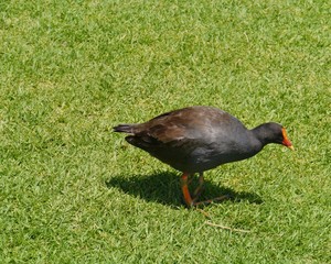 An Australian purple swamphen in Australia